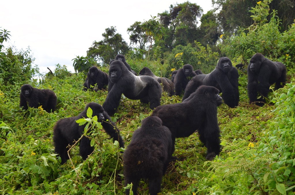 Bwindi Impenetrable Forest, Uganda